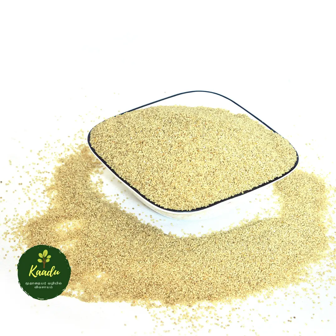 organic barnyard millet / kuthiraivali kept in a bowl