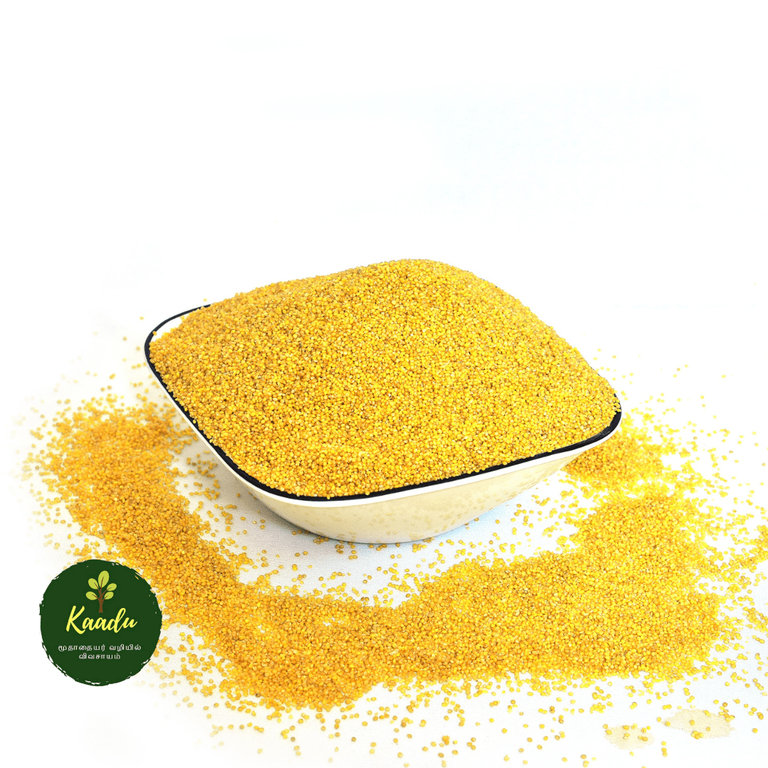 Foxtail millet/ thinai kept in a bowl