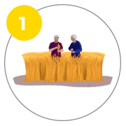 image of organic farming