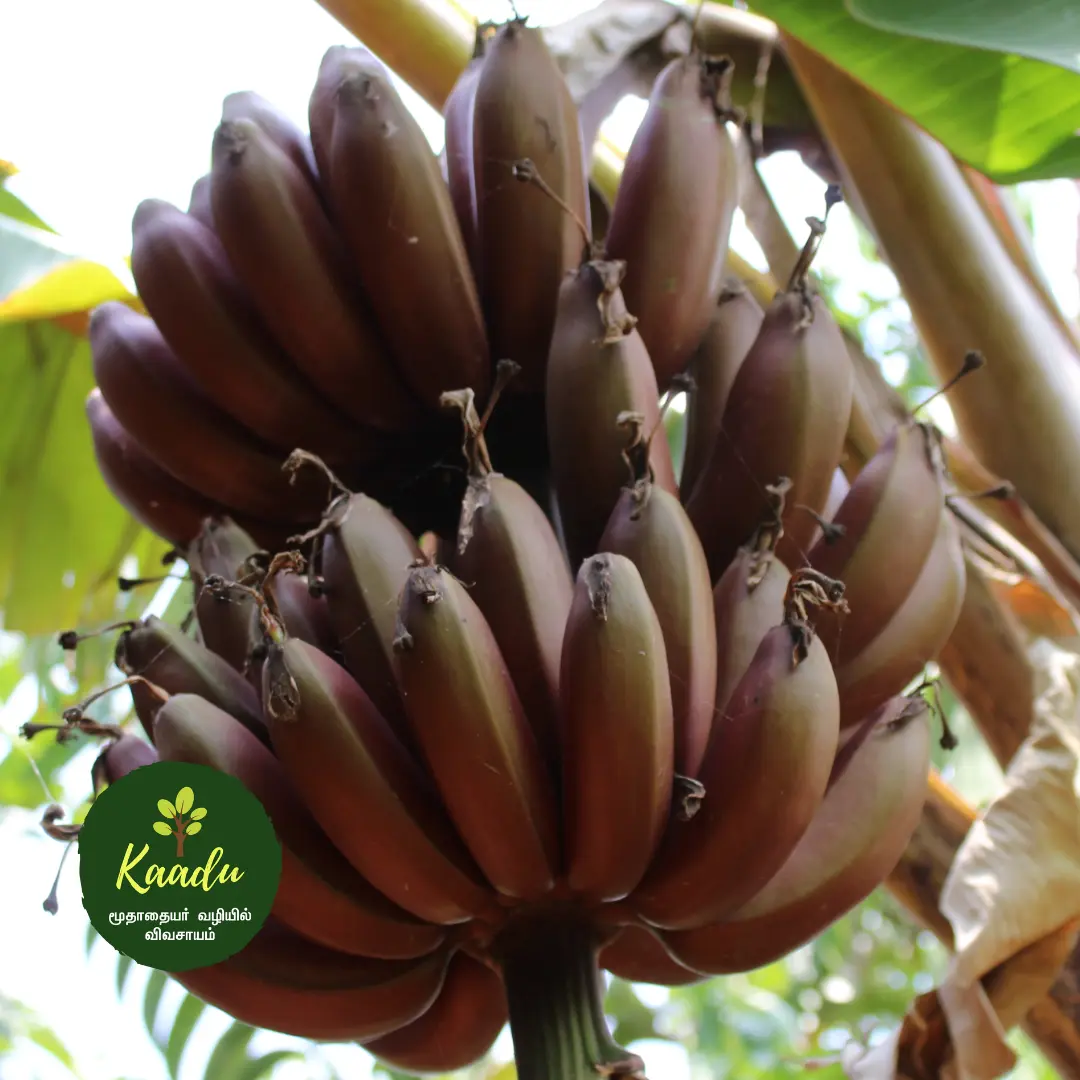 a bunch of red bananas from our own farm