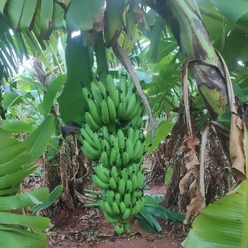 Bunch of Robusta Banana