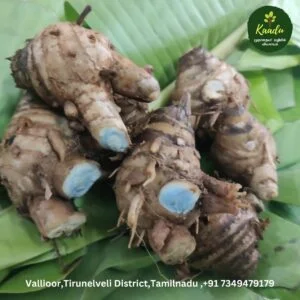 Black Rhizomes on our certified organic field